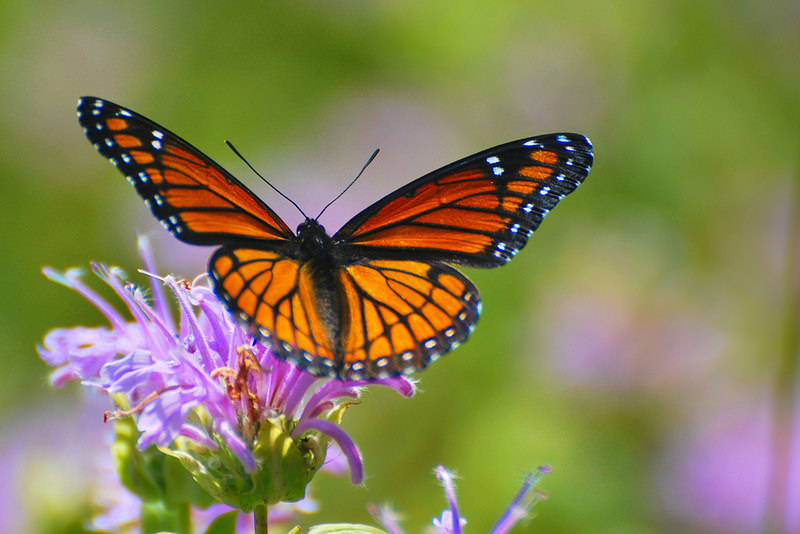 Monarch butterfly with purple flower