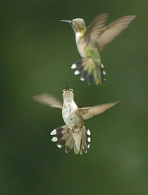 Hummingbirds in flight