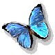 blue flying butterly